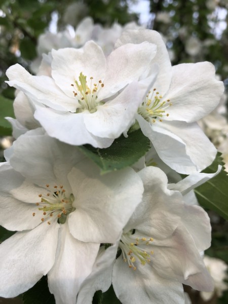 Staffelpreise mit Varianten