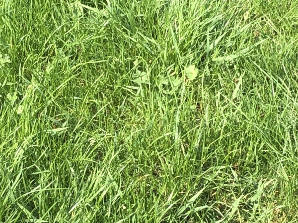 Artikel mit Variantenbildern